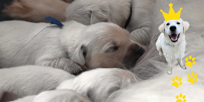 Therapiehündin Nila